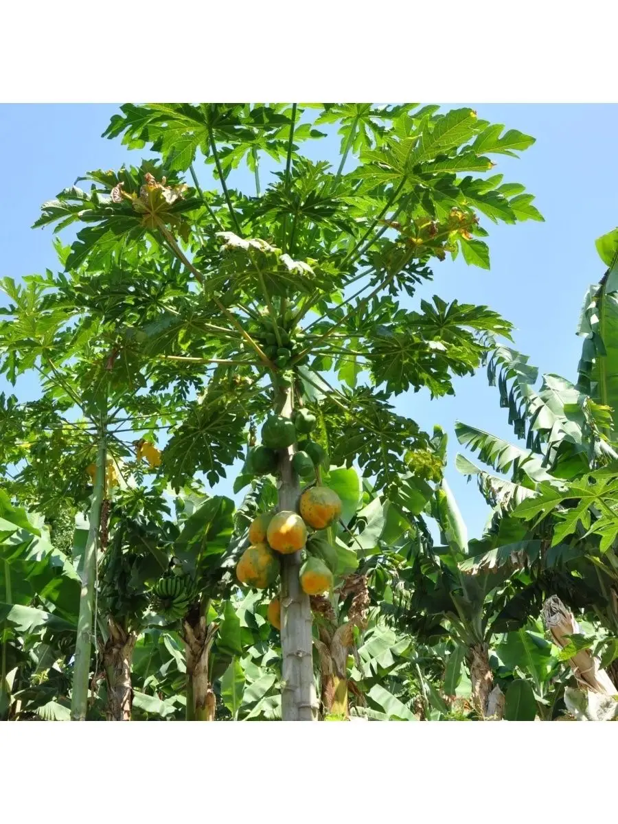 Семена Папайи Купить В Аптеке