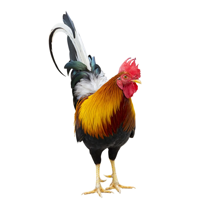 

Настенная наклейка PVC T377 "Животные на ферме"