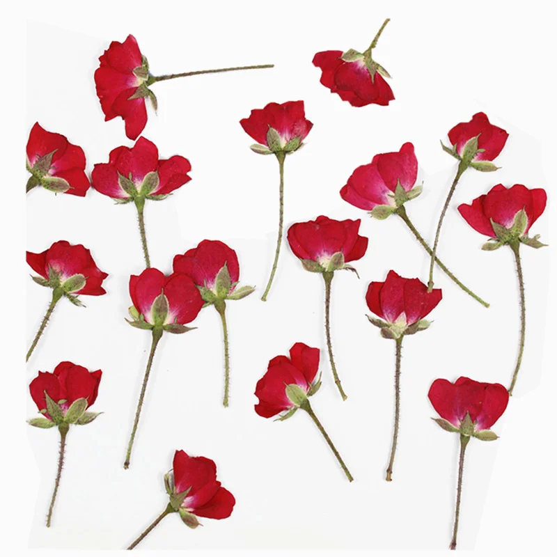 60Pcs Dried Flower Pressed Rose Plant Herbarium for Making Craft Diy Epoxy Resin Pendant Necklace Bookmark Postcard Accessories |