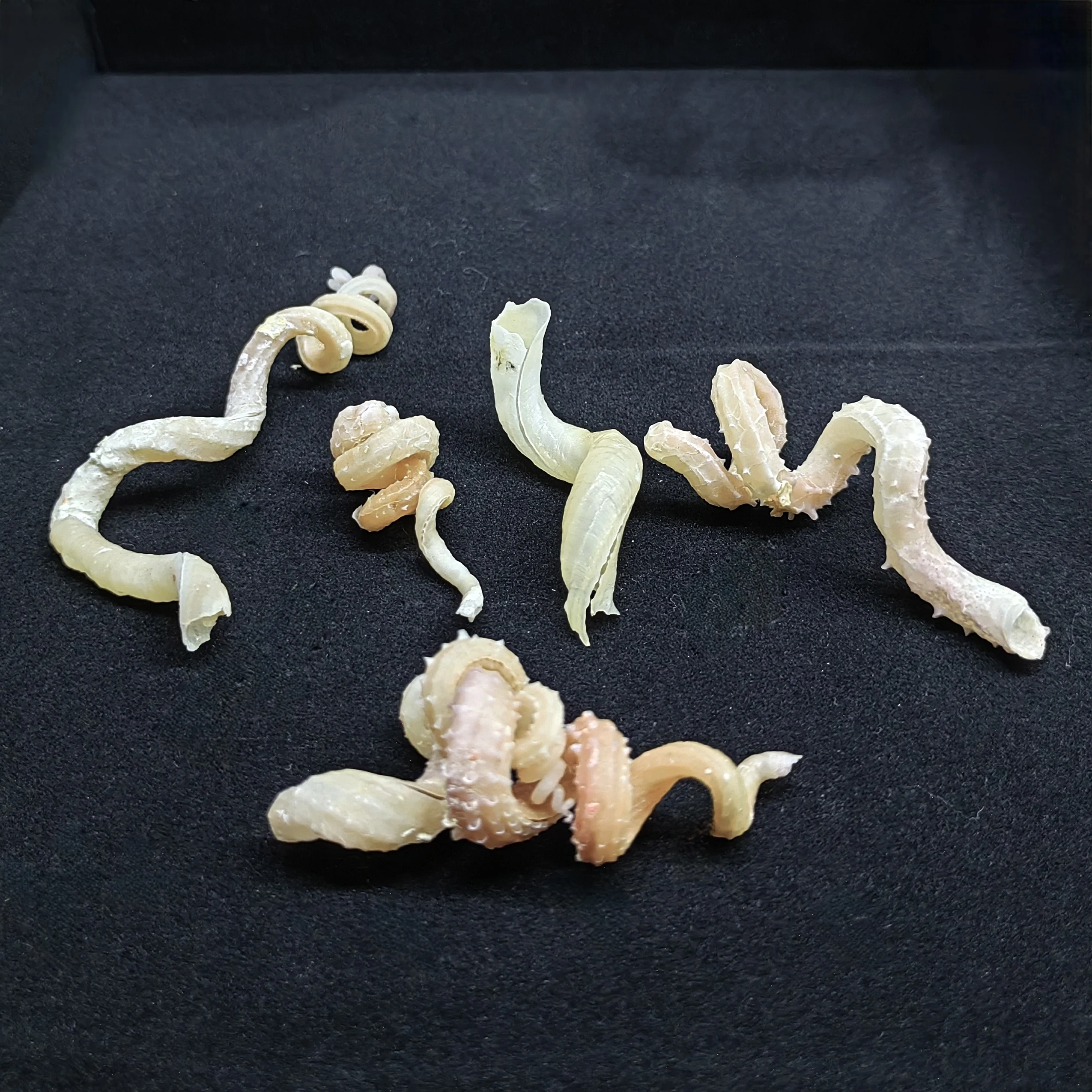 Натуральный редкий коллекционный образец ракушка земляного червя Морская