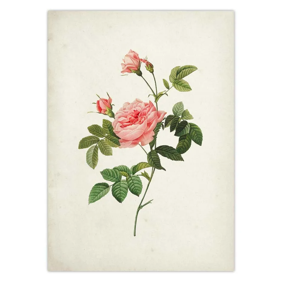 Affiche sur toile avec Rose botanique fleur Vintage rouge jaune blanc Floral Art mural Antique peinture décor de