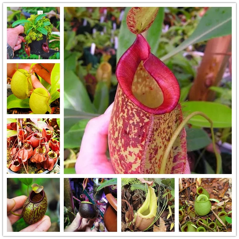 

Обычные суккулентные растения Nepenthes, ароматные цветы, 100 шт.