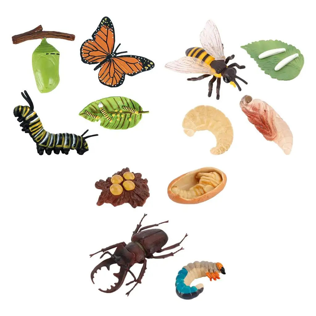 4-сценический жизненный цикл модель игровой набор детские обучающие игрушки для