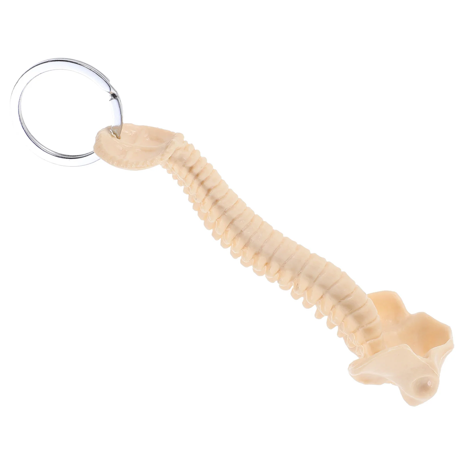 

Keychain for Kids Human Spine Model Pendant Car Ornament Teaching Aid Child