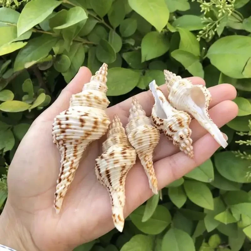 5 шт. образец раковины натуральная раковина аквариум украшения для дома сменная