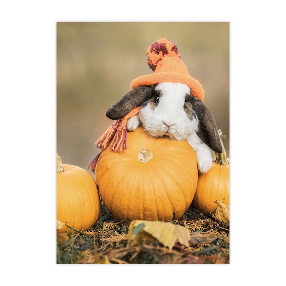 красивые картинки кролики и тыква. пампкин рэббит. тыквовый кролик. можно кроликам тыкву. крольчиха с тыквой.