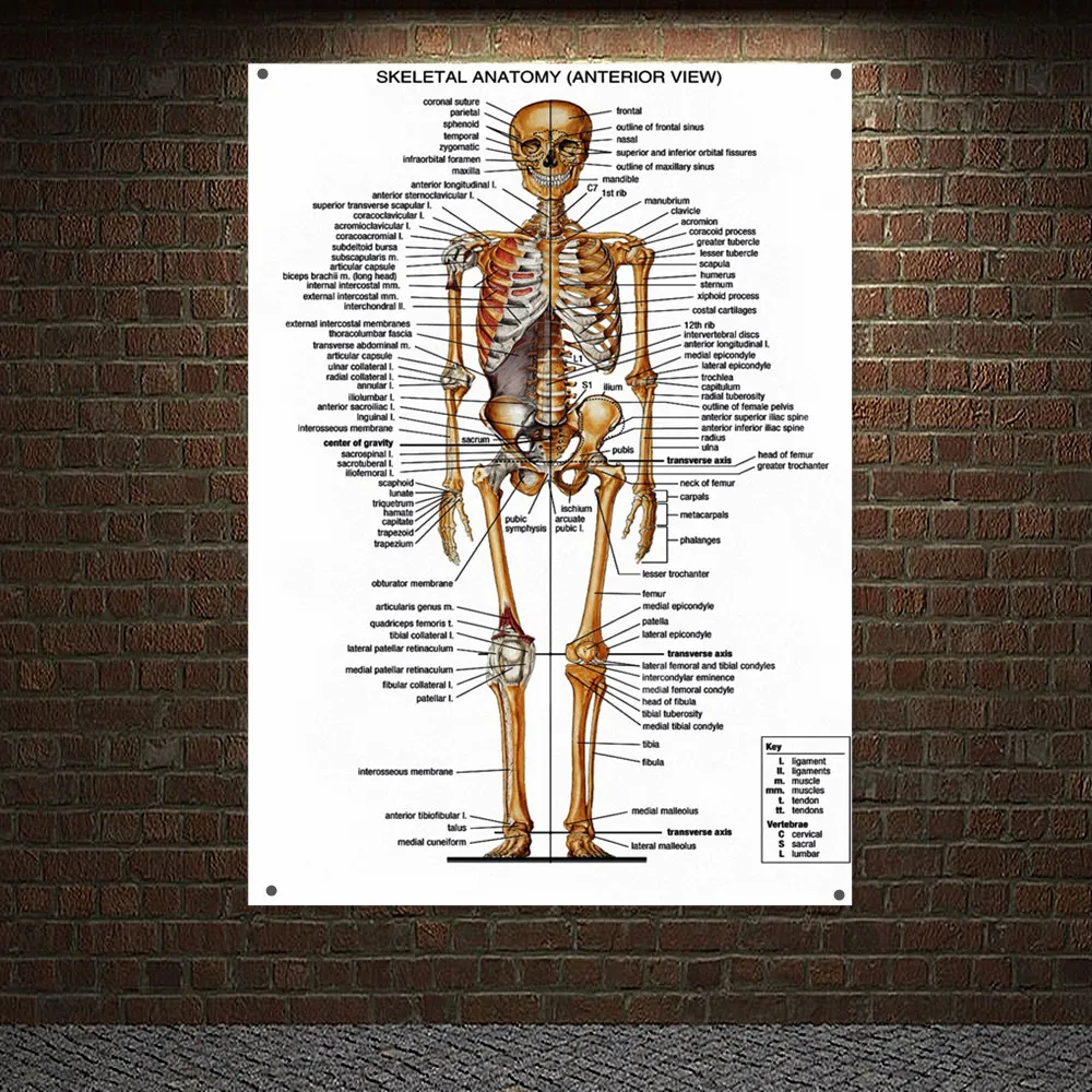 

SKELETAL ANATOMY Poster Wall Art Tapestry Clinic Hospital School Home Wall Decor Banner Flag Wall Chart Canvas Print Painting
