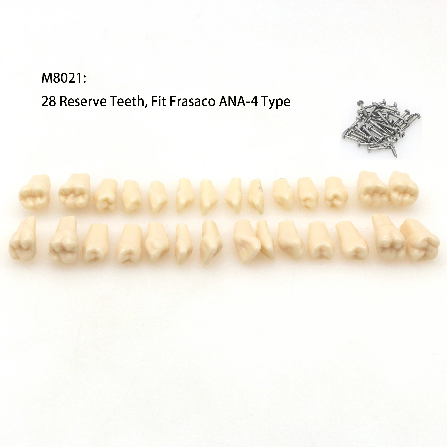 Frasaco ANA-4 Модель для восстановления зубов Typodont M8013 Съемные ввинчивающиеся зубы 28