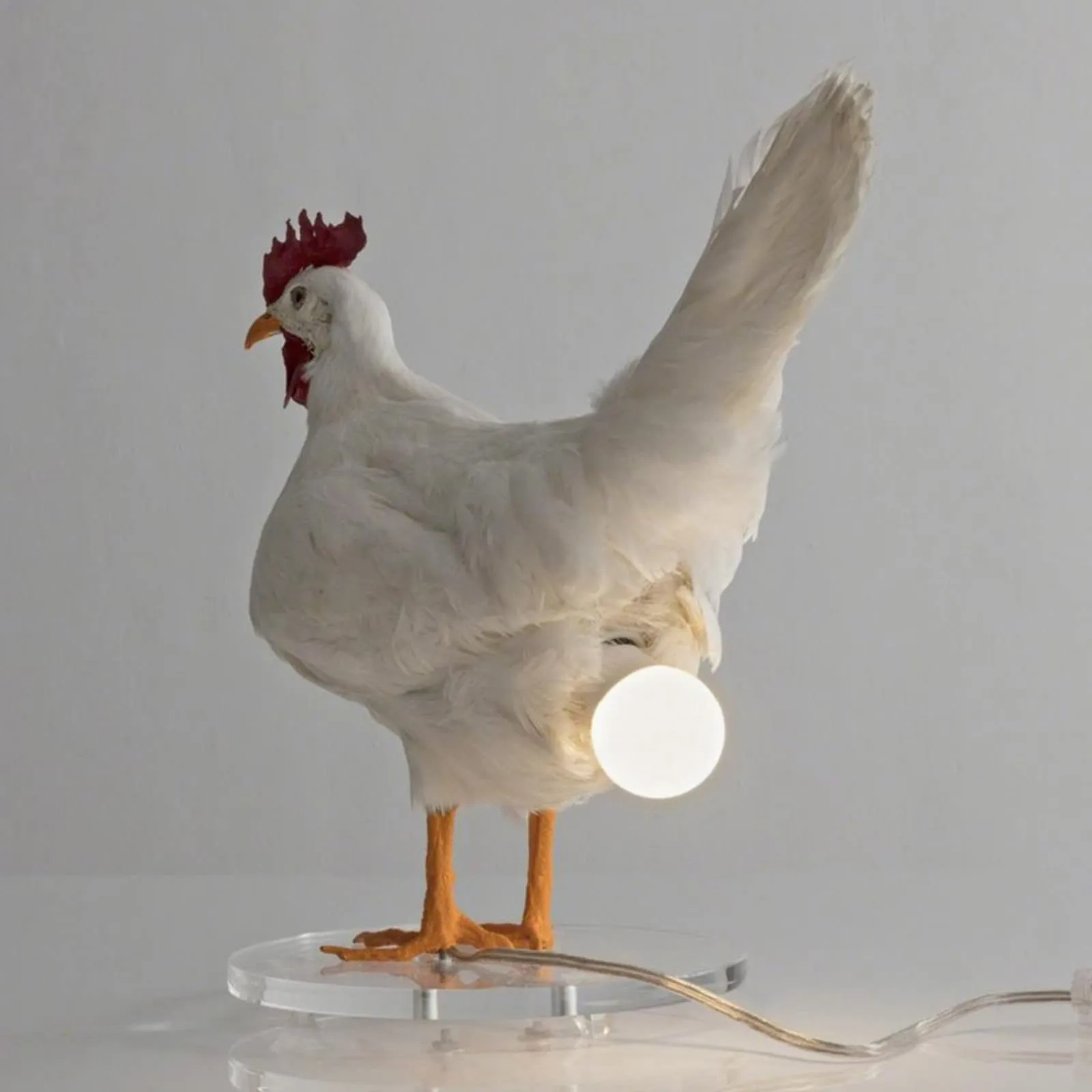 Specimen Chicken Lamp Indoor Desktop Decoration Eggs Lamp Taxidermy Chicken Lamp Exists