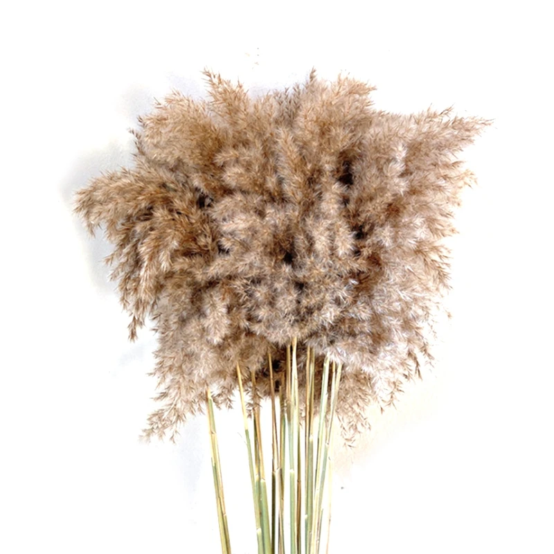 

20Pcs Natural Real Dried Pampas Grass Bouquet Fluffy Feather Wedding Flower Ceremony Decoration Modern Home Decoration