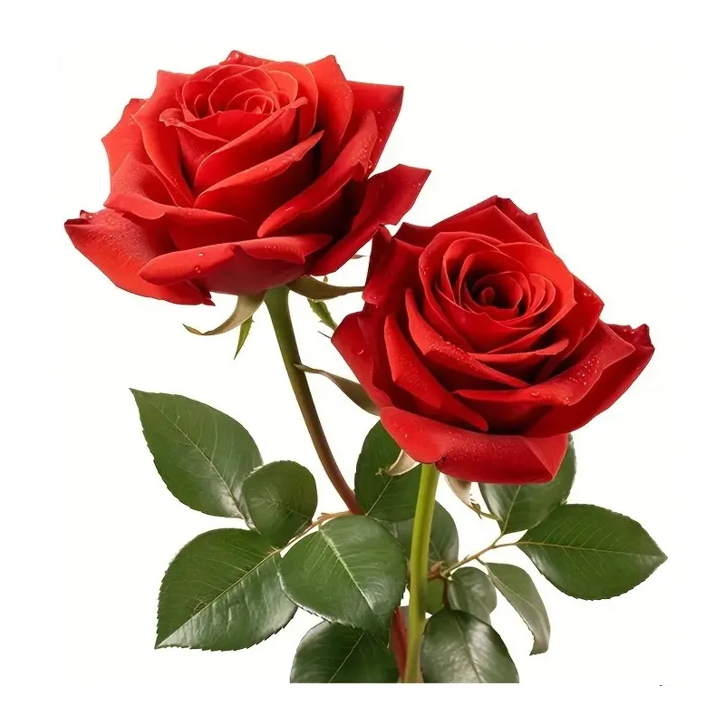 

Романтические наклейки на туалет с красной розой