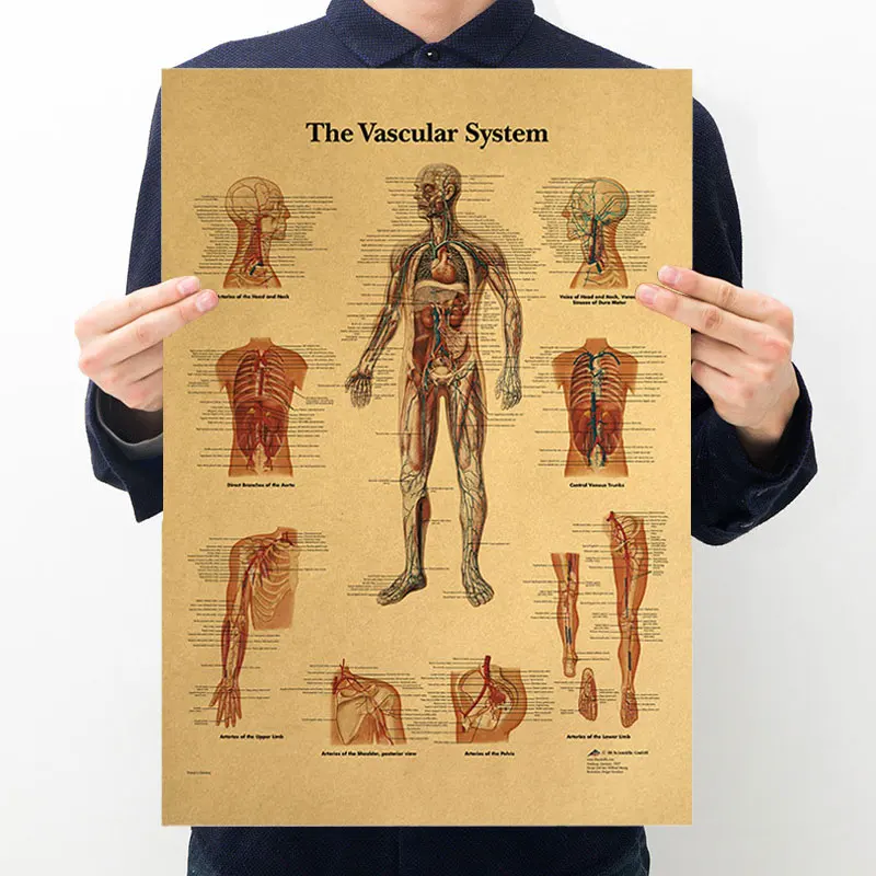 

Vintage Posters Human Vascular Bloodsystem Illustration Retro Kraft Paper Poster Room Home Decor Painting Household Wall Sticker