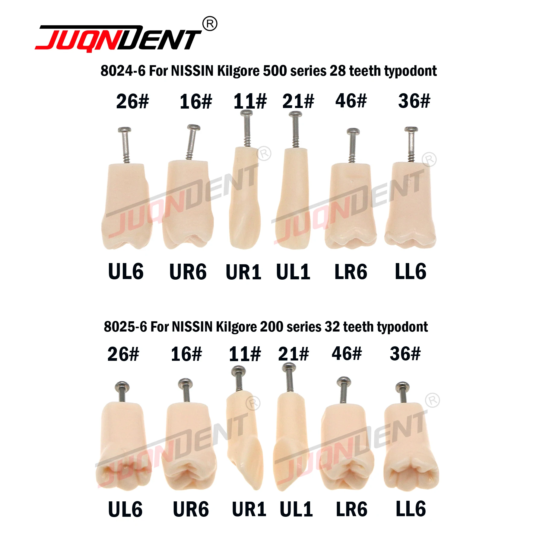 Модель зуба модель стоматологического обучения стоматологические запасные