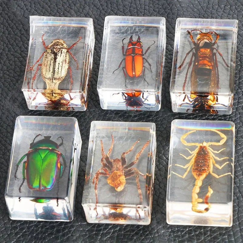 

Insect Resin Animal Specimen Spider Varied Crab Scorpion Scarab Collection Science Children Surprise Gift Amber Home Decoration