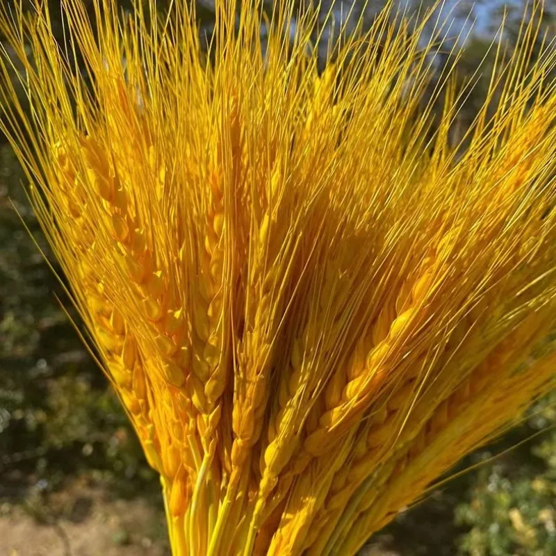 

50Pcs Real Wheat Ear Natural Dried Flowers Artificial Flowers That Look Like Natural Gift For Girlfriend Eternal Pink Bridal We