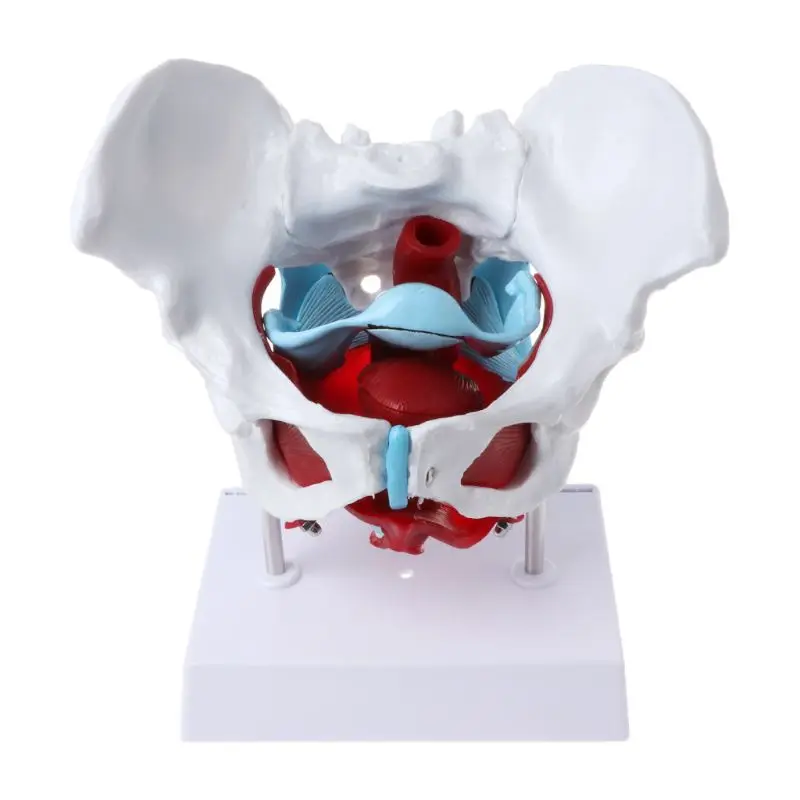 Female Pelvis Pelvic Floor Muscle Model Uterus Ovary Muscle Teaching Resources Educational Supplies Removable