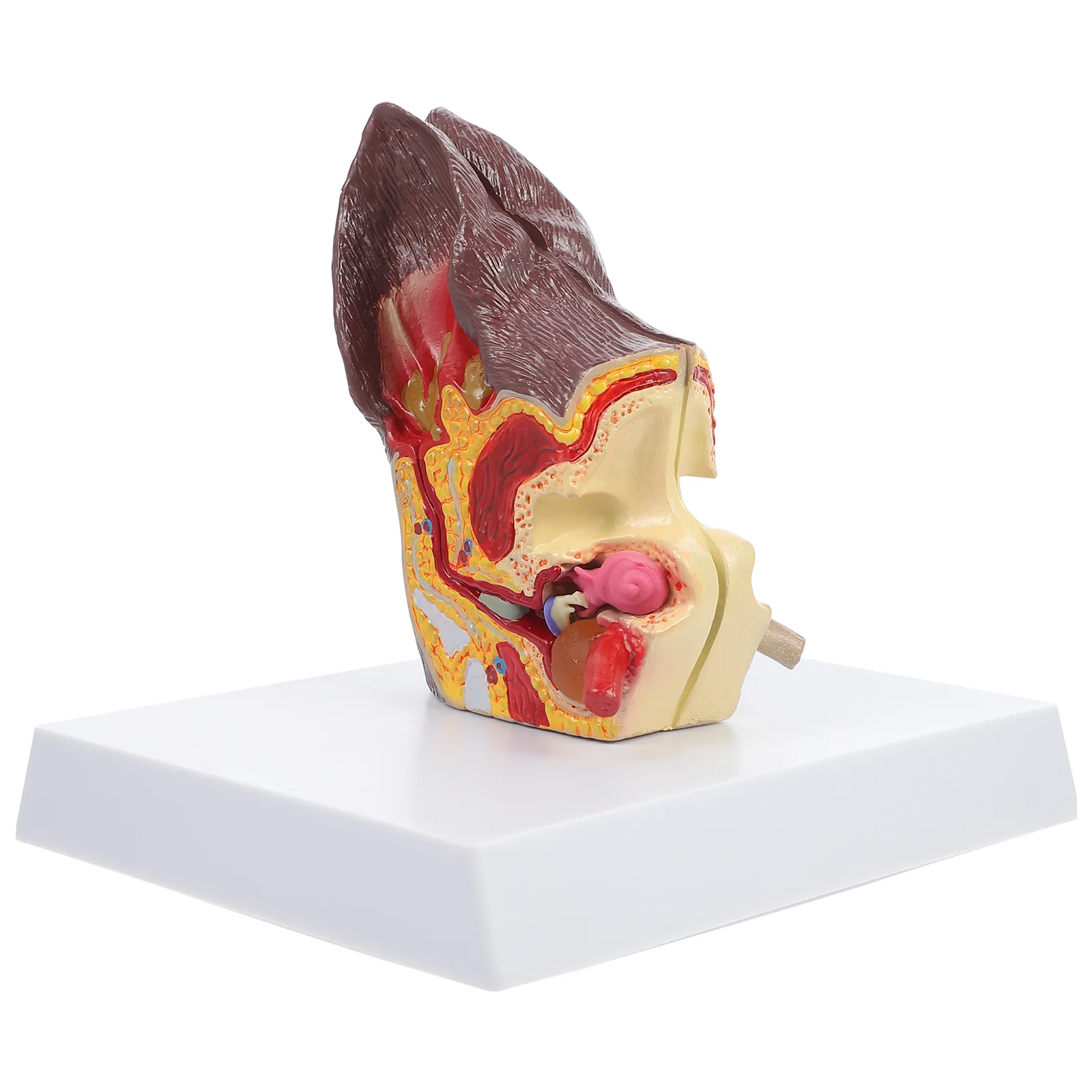 

Dog Ear Anatomical Model Anatomical Canine Ear Model Display Dog Ear Model