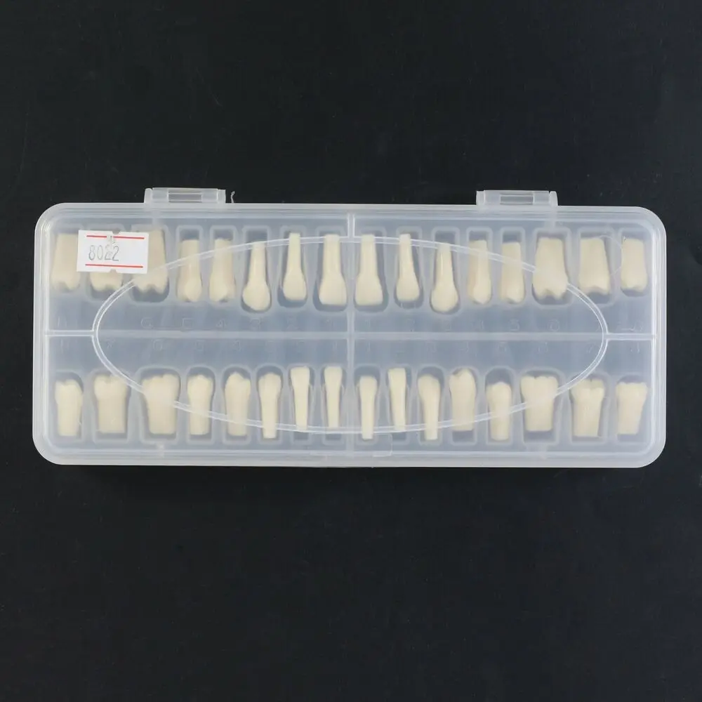 Frasaco AG-3 Fit Set of 32 Dental Typodont Replacement Teeth With Screws