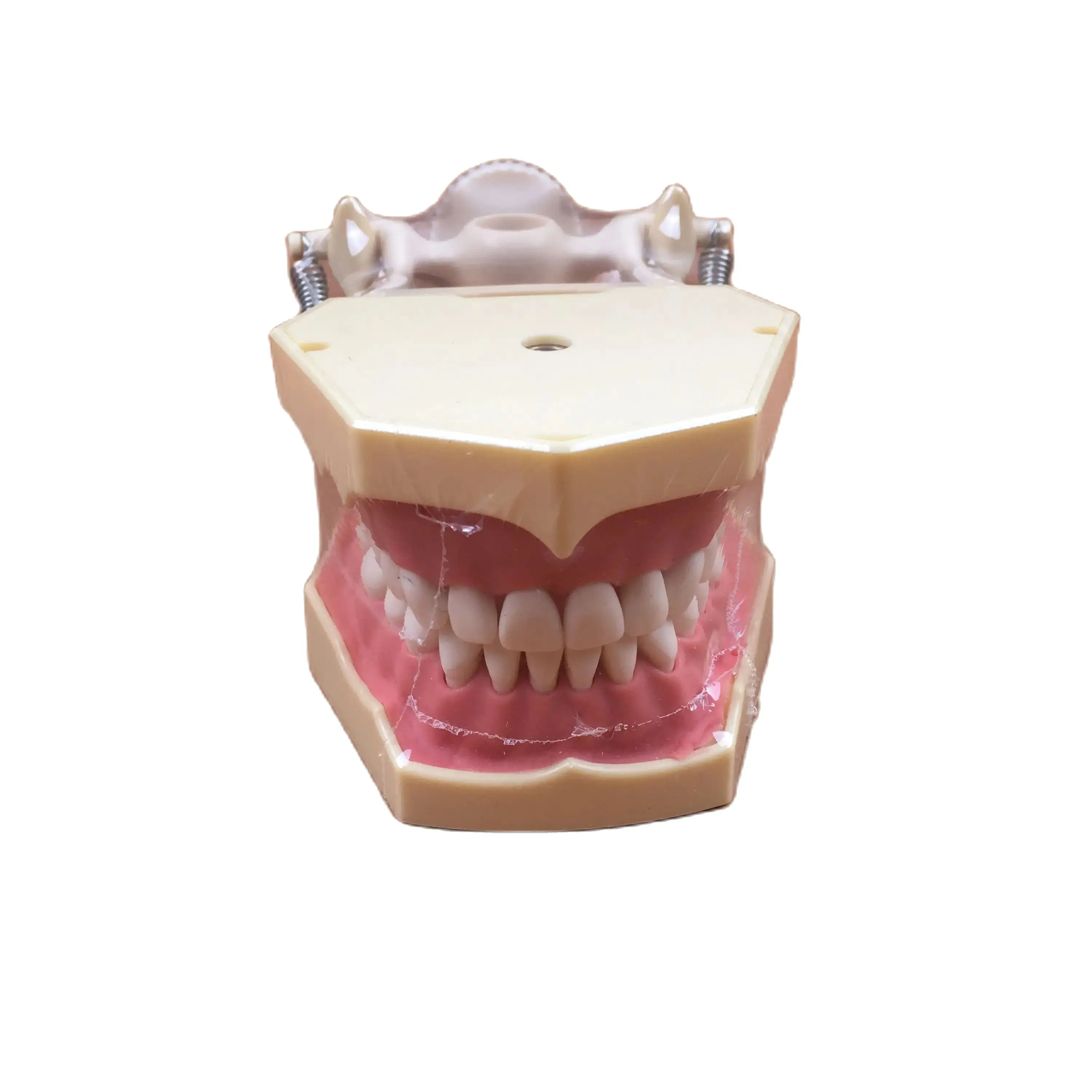 Параметры 32 шт. зубных щеток и зубов Типа SF для обучения стоматологии