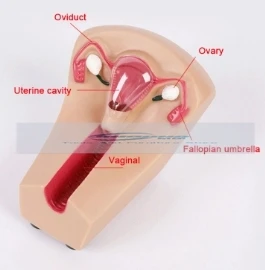 Модель внутриуточечного противозачаточного устройства для женщин обучающий