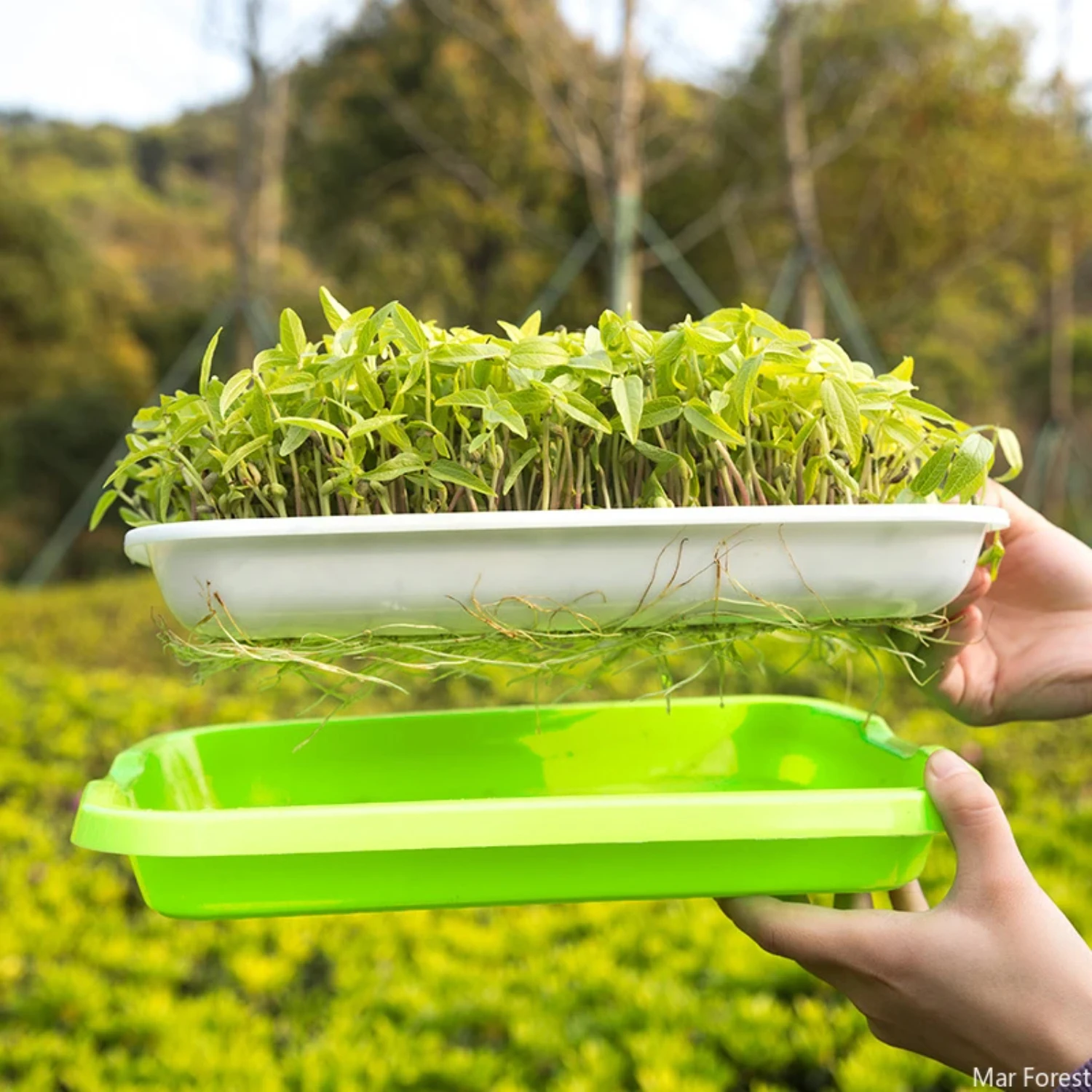 Гидропонная детская тарелка микрозелень лоток для ростков горшок проращивания