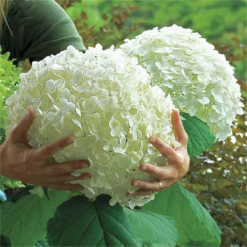 

15Pcs Hydrangea Flowers Seeds Incense Garden Bonsai Natural Plants Colorful Perfume Big-leaf Hydrangea Fragrant Incense Z729I