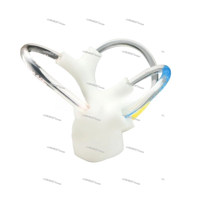 Семициркулярный канал otolith модель анатомии скелетный кохлеарный внутренний