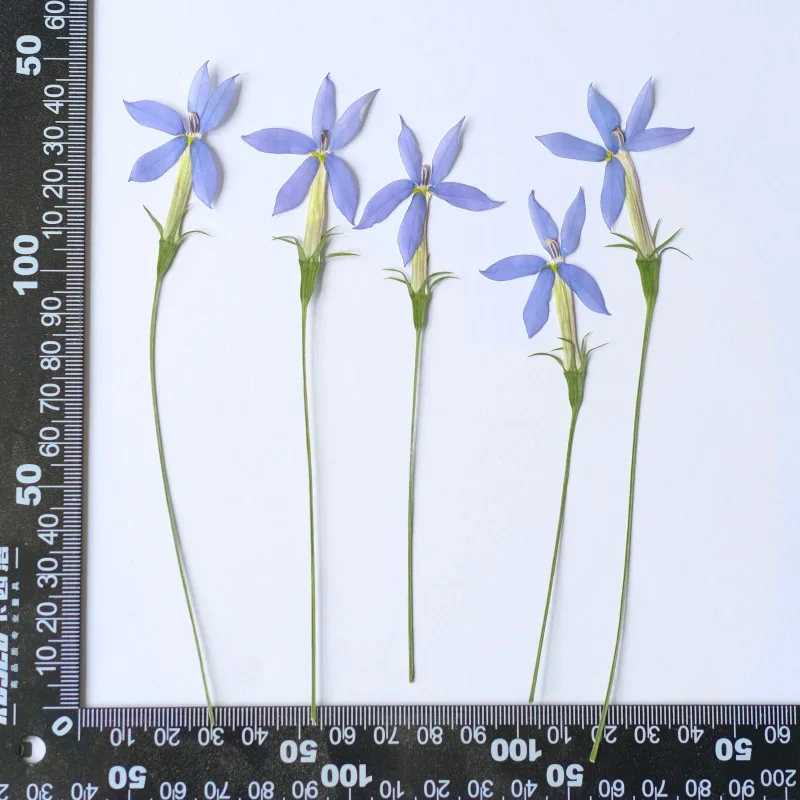 

Настольные наклейки из ротанга NYAConfetti