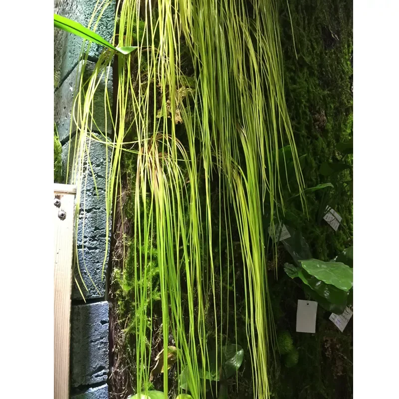 

NEW2022 Hanging grass artificial plants flowing line plant home green wall decorative accessories plastic flowers