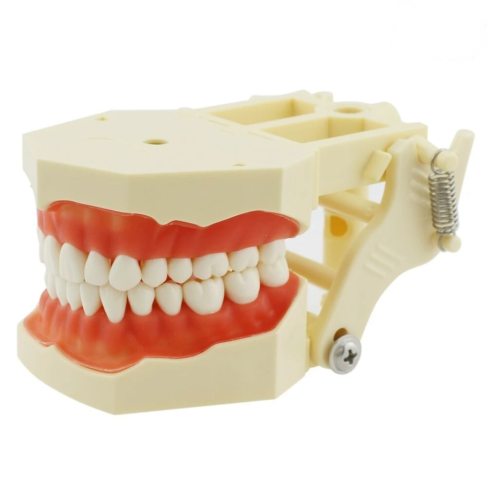 Frasaco AG-3 Style Dental Typodont Standard Working Model 32 Teeth Soft Gingiva