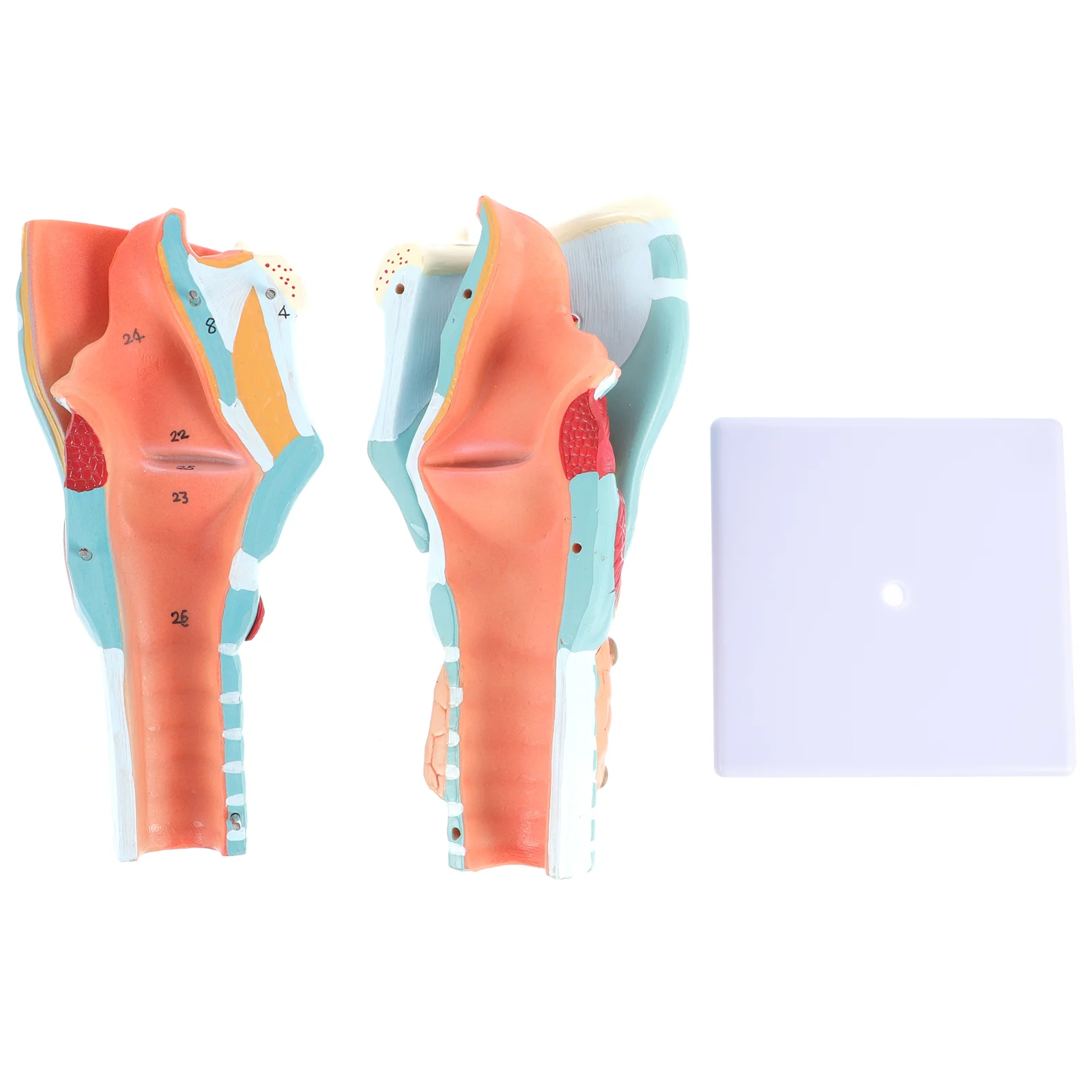 Рисунок 2 - Манекен для обучения шеи