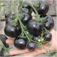 

100PCS/Pack " TOMATO " Semillas T1-T42