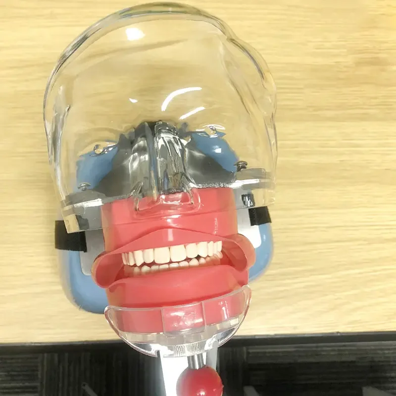 

Simple Head Model Simulator Phantom Head Model Dentist Education Teaching Head Model Dental Instrument