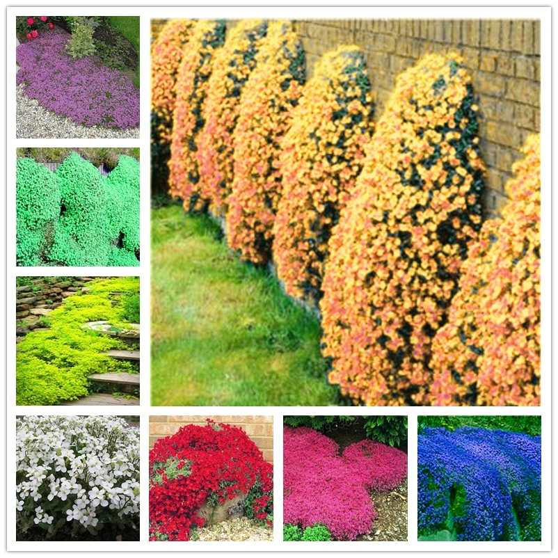 

200 шт., парфюм, тимьян, натуральные растения, красочные ароматные горные цветы