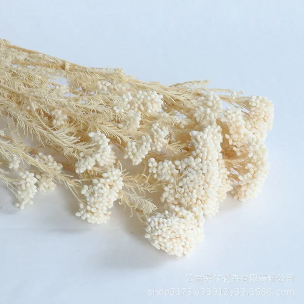 

Натуральный цветок проса для декора