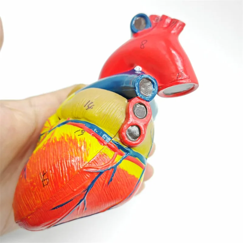 Модель человеческого сердца в натуральную величину — 2 части анатомически