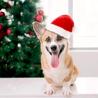 pet christmas hat santa claus cap head accessories for rabbit hamster guinea pig rats kitten and small animals cat hat
