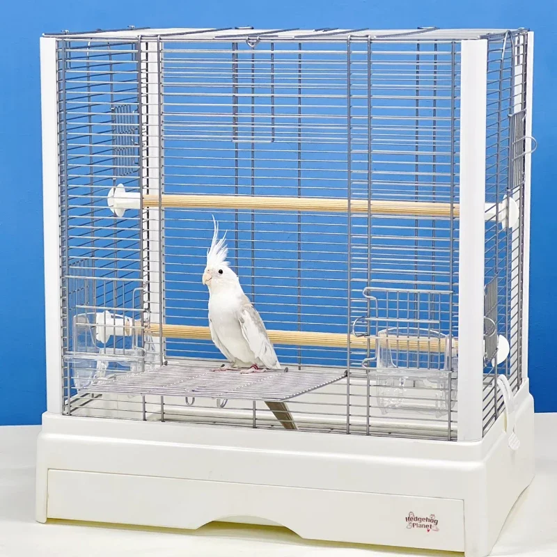 Попугай Paloma