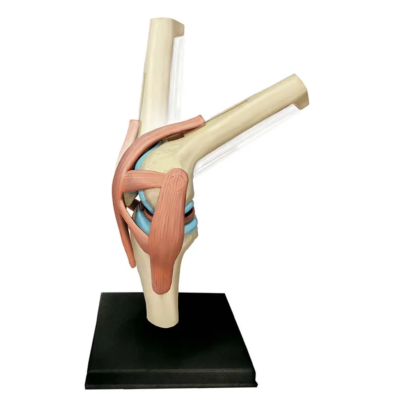 

4d Medical Model Assembly Anatomical Science Master Diy Teaching Human Joint Popular Puzzle Toy Knee