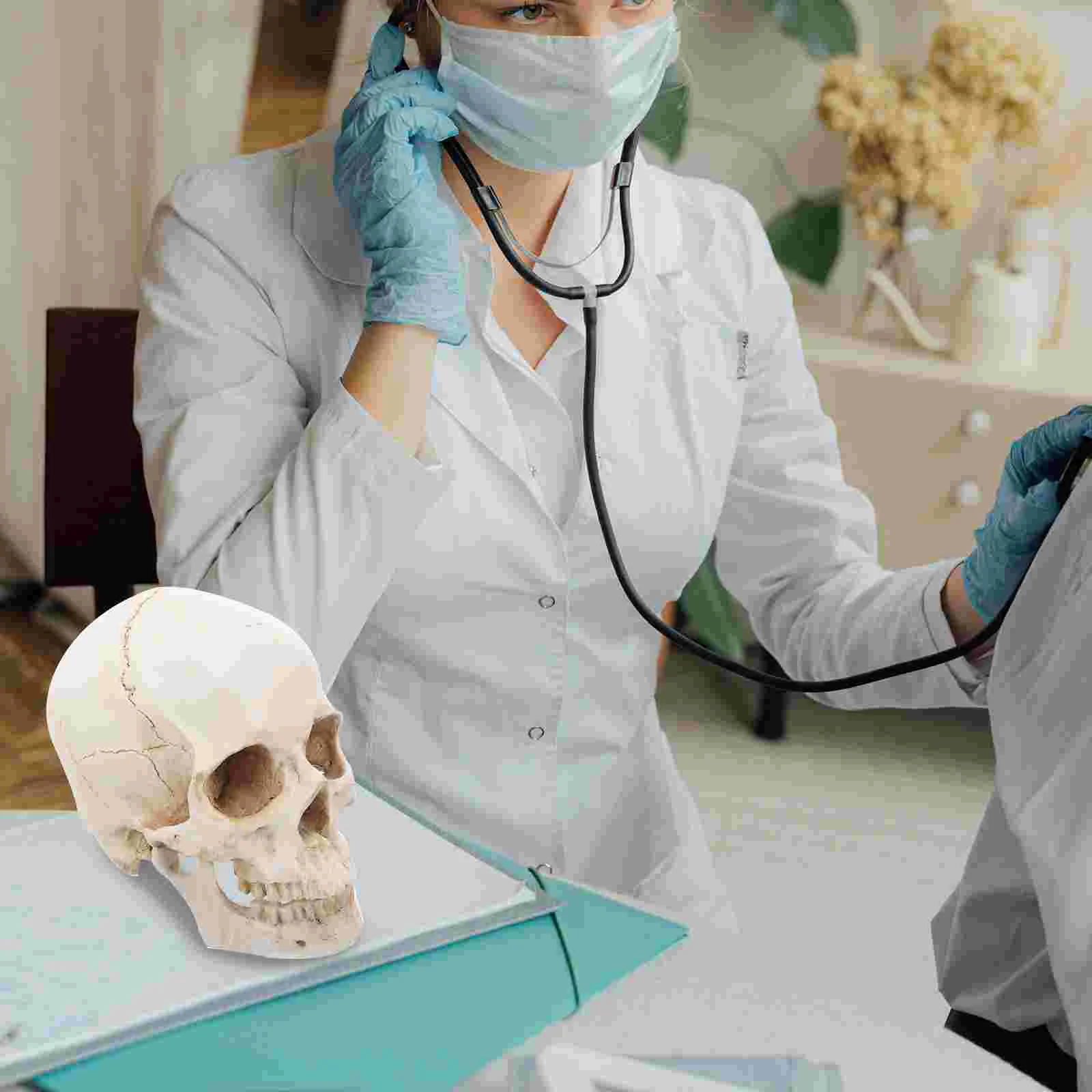 

Medical Model Detachable Human Model Realistic Human Model for Education