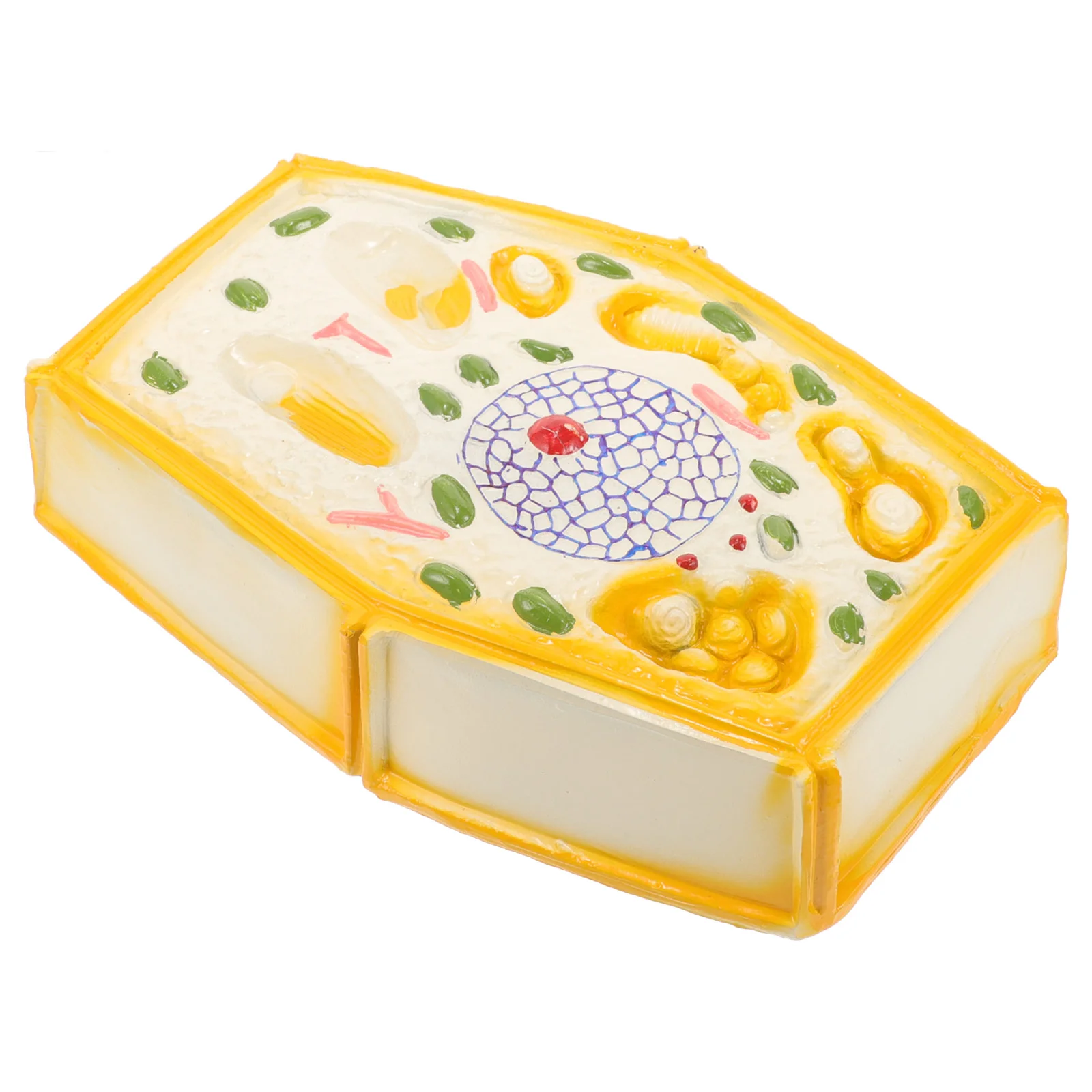 

Middle School Plant Cell Model Teach Plant Cell Model Display Plant Cell Model