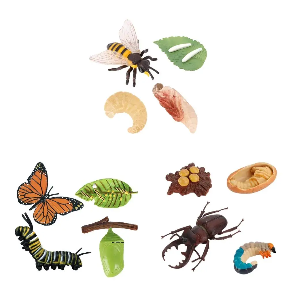 4-сценический жизненный цикл модель игровой набор детские обучающие игрушки для