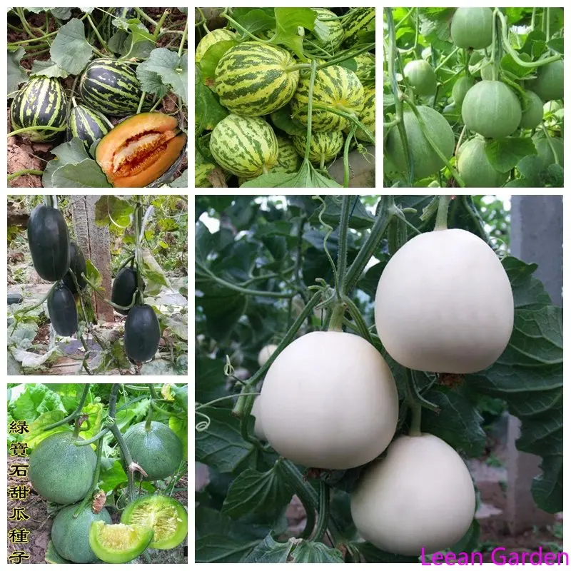 

Огурец растительный, клубника, арбуз, дыня, фрукты