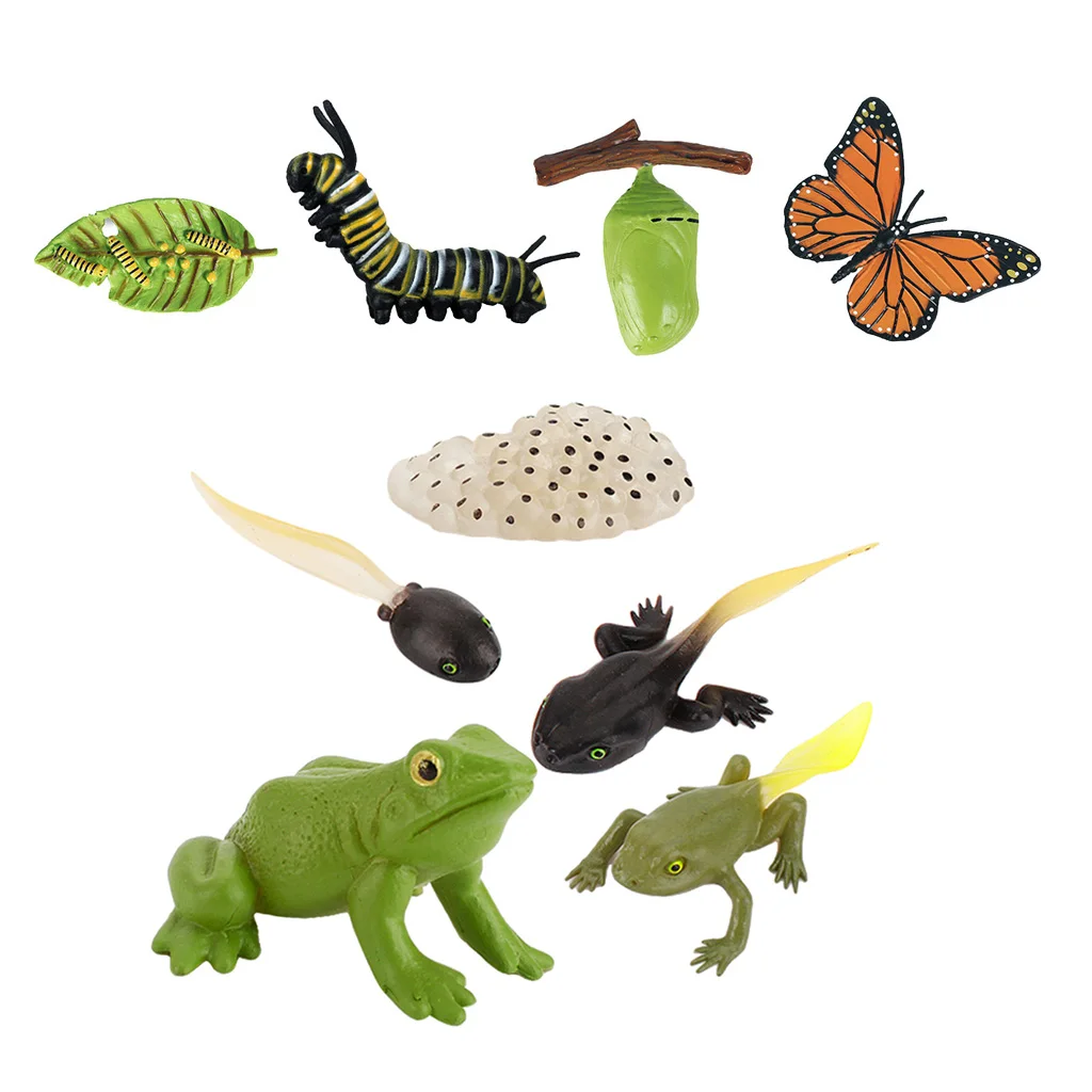 Модель цикла роста жизни животных игрушки-фигурки бабочка-лягушка модель