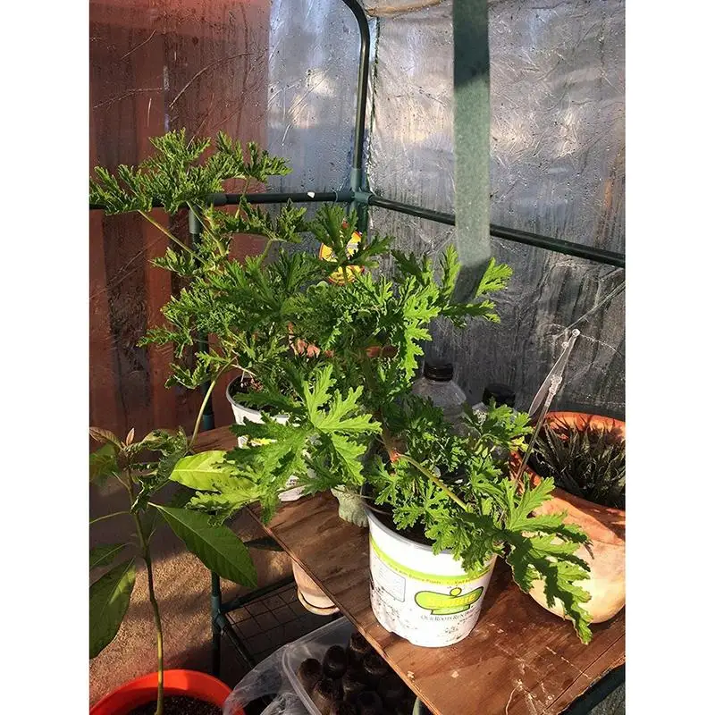 Зимняя теплица ПВХ крышка для растений прозрачные растения цветы помидор