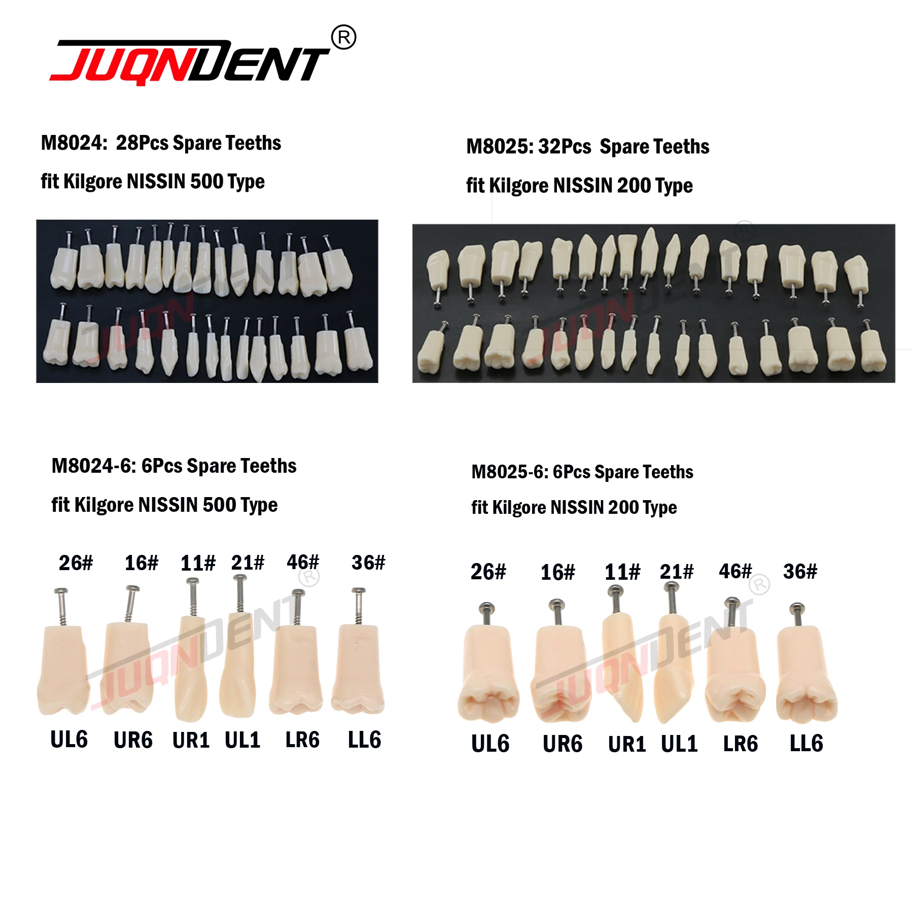 Модель зуба модель стоматологического обучения стоматологические запасные