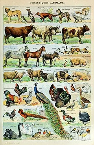 

Жестяной знак, домашние животные, плакат, уличный гараж, семейное кафе, бар, ферма, украшение, ретро налет, лучший подарок