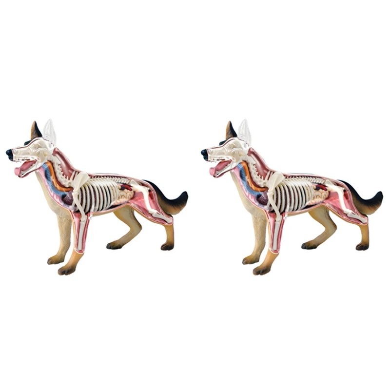 

2X Animal Organ Anatomy Model 4D Dog Intelligence Assembling Toy Teaching Anatomy Model DIY Popular Science Appliances