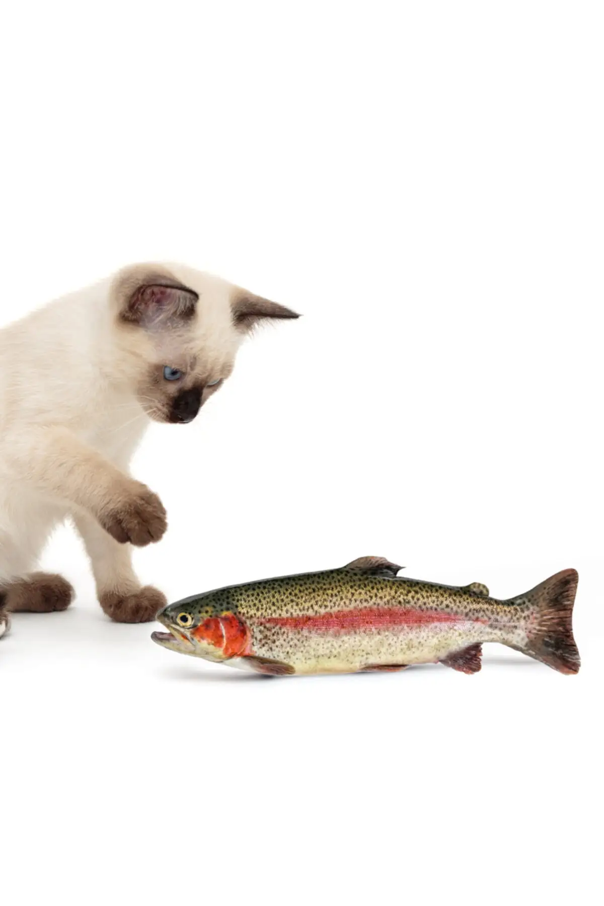 

Игрушки для домашних животных, кошек, тканевая рыба большого размера, игрушка для кошек, заполненная травой, детская игрушка-Когтеточка