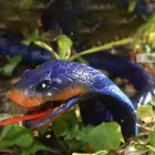 Инфракрасная имитация с дистанционным управлением, Кобра, игрушка-погремушка, антистресс, смешная фотоигрушка, робот-животное с дистанционным управлением